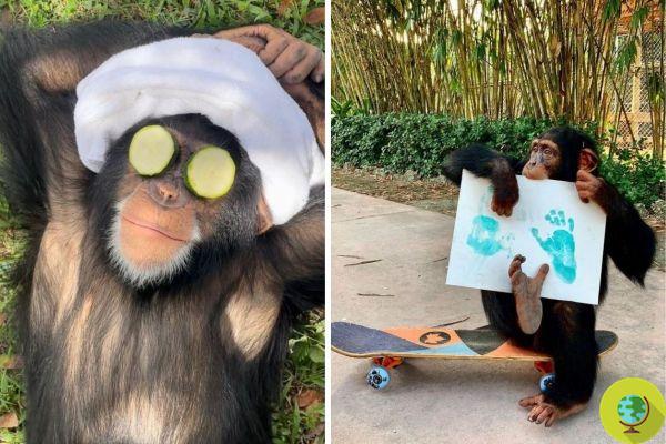All crazy about this Miami Zoo chimpanzee who paints and plays the guitar, but only breaks our hearts?