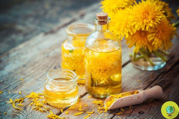 Purifying elixir with dandelion flowers, the detox drink at no cost