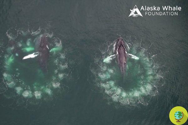 The wonderful courage of humpback whales, who save other animals from killer whales (VIDEO)