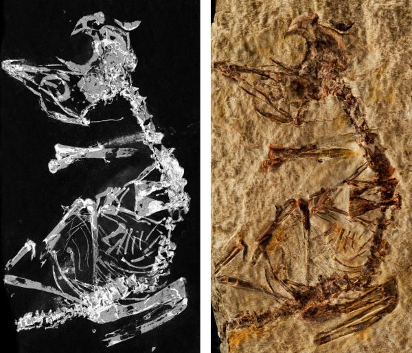 Fósil de pollito descubierto, arroja luz sobre la evolución de las aves