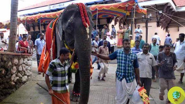 Dakshayani, le plus vieil éléphant du monde gardé en captivité, est décédé