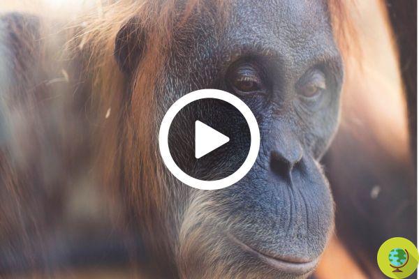 Ten orangutans released in the Borneo forest after years of mistreatment and captivity