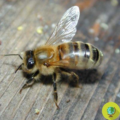 As abelhas são atraídas pelas flores com sinais elétricos