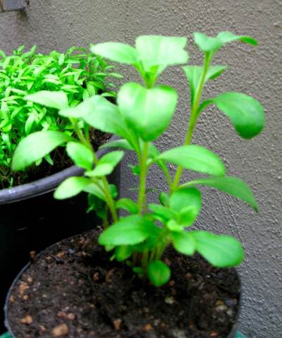 Stevia : Cultivez et produisez votre propre édulcorant naturel
