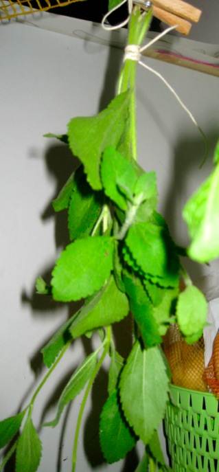 Stevia: Cresça e produza seu próprio adoçante natural