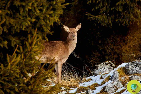Trop de cerfs : Belluno anticipe la saison de chasse. Massacre de plus de 3 XNUMX animaux annoncé