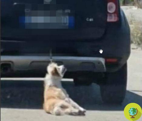 Suerte: el perro que había sido atado al auto y arrastrado por kilómetros hasta Foggia secuestrado