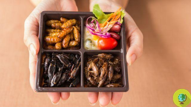 Insects: should vegans eat them too?