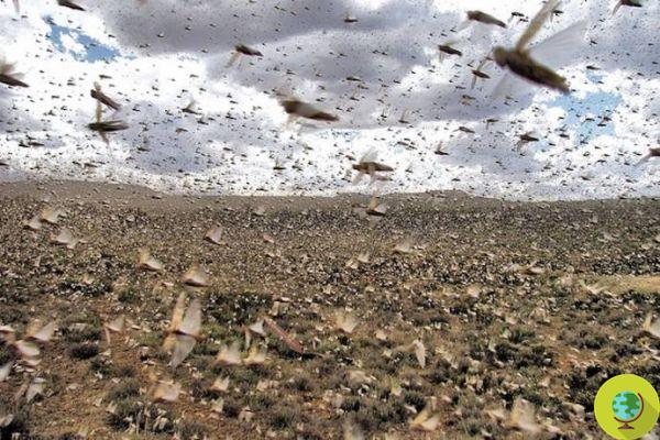 Des essaims géants de sauterelles envahissent Las Vegas - même visibles sur les radars météorologiques