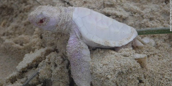 The sweet albino tortoise spotted in Australia (PHOTO)