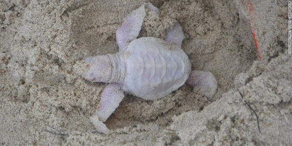The sweet albino tortoise spotted in Australia (PHOTO)