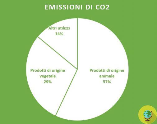 Cattle and rice crops are the main causes of CO2 emissions into the atmosphere, the study