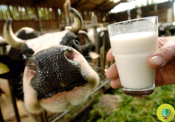 GMO milk: Human genes in the DNA of cows to reproduce mother's milk