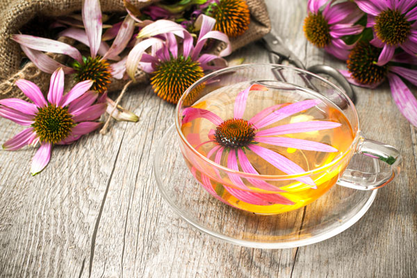 Echinacea: a natural antibiotic to always keep at home (VIDEO)