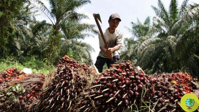 Huile de palme : l'Indonésie bloque les exportations et les prix (dont d'autres huiles) s'envolent