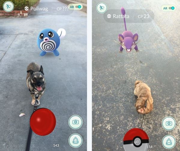 AAA, se buscan jugadores de Pokémon go para ayudar a albergar perros