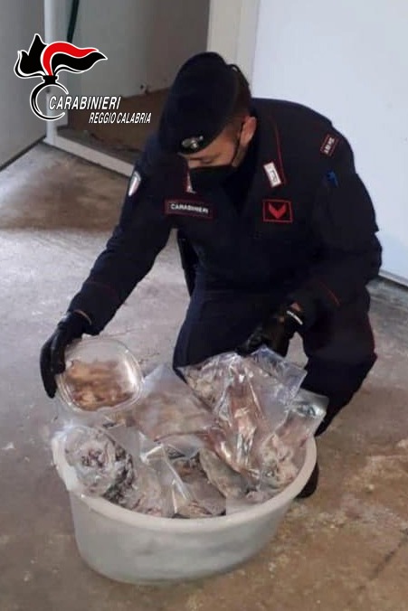 Más de 230 lirones congelados en paquetes, listos para vender. Secuestro de choque de los Carabinieri en Calabria