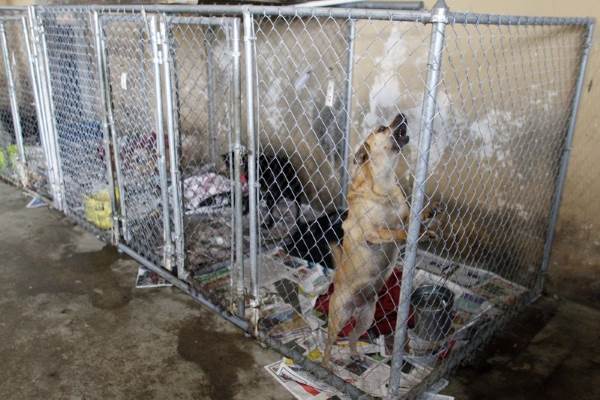 O resgate extraordinário de mais de duzentos cães destinados à eutanásia