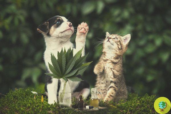 Marihuana veterinaria: en USA cannabis medicinal también para perros y gatos