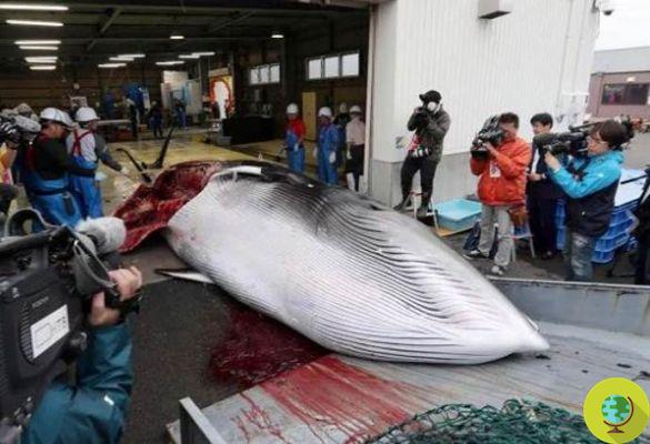 Après 31 ans, le Japon reprend la chasse à la baleine (mais n'a jamais cessé)