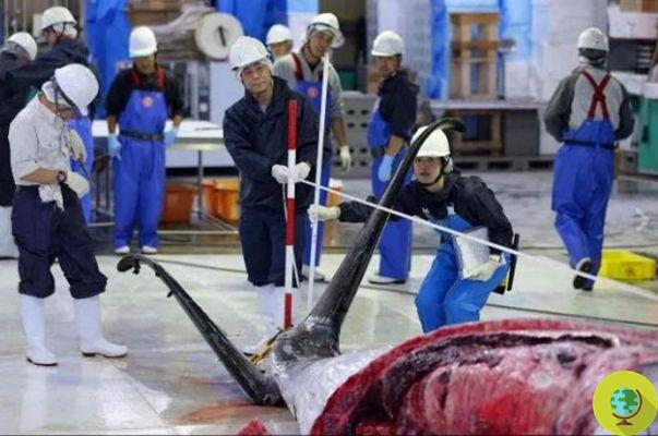 After 31 years, Japan resumes whaling (but never stopped)