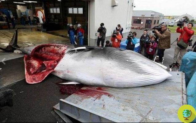 Después de 31 años, Japón reanuda la caza de ballenas (pero nunca se detuvo)