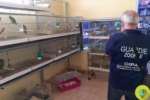 Maxi fines to pet shops: dogs, cats and rabbits displayed in the window and sold without authorization