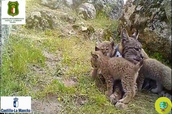 Four Iberian lynx cubs are born in the mountains of the Iberian Peninsula