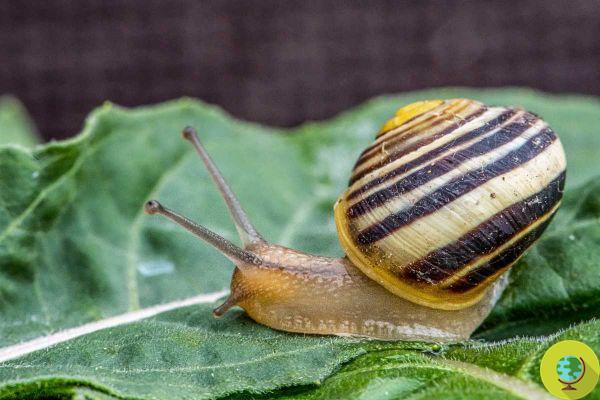 Garden snails: 10 natural remedies to keep them away from your plants