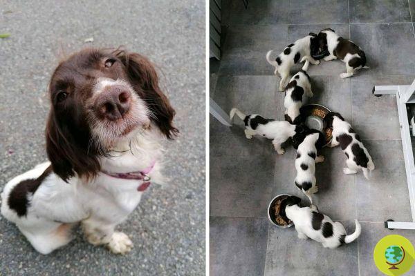 They tear microchips from the dog then abandon her but steal her seven puppies