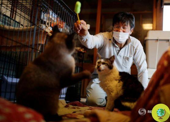Fukushima (Japan): evacuation and treatment of contaminated animals began