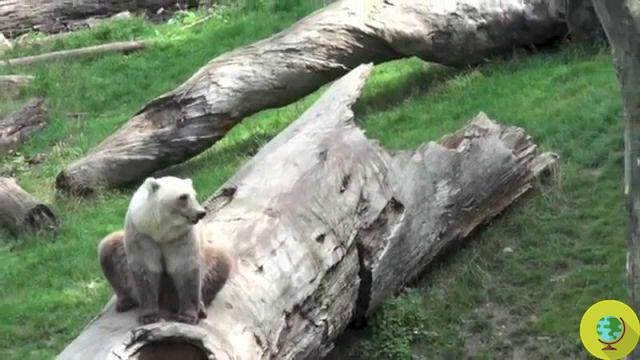 Au revoir Taps, l'ours du zoo allemand tué en tentant de s'échapper