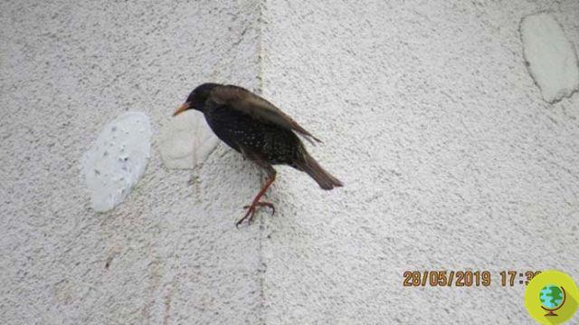Walled birds alive, mum starling waits in vain to return to her nest