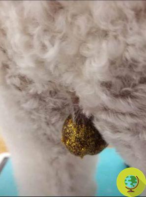 Glitter on the testicles: the new crazy fashion that is bad for dogs