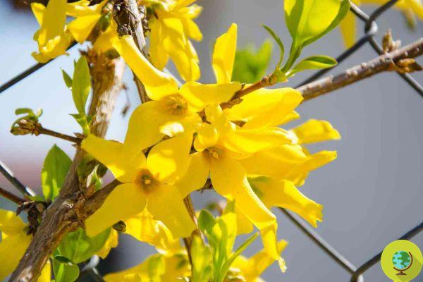 Which plants, trees and shrubs you DO NOT need to prune in March
