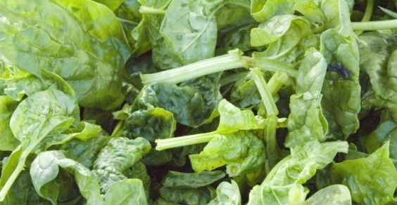 10 fontes vegetais de cálcio