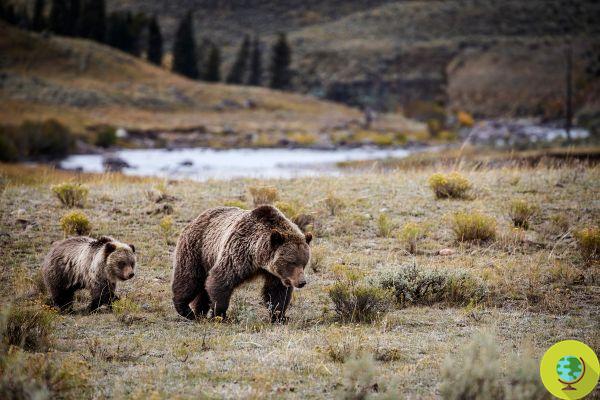 Yellowstone Grizzly Bears Are Safe! The court stops Trump, who wanted to have them killed by trophy hunters