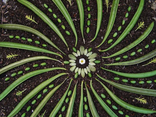 The extraordinary and surprising natural mandalas of Ana Castilho (PHOTO and VIDEO)