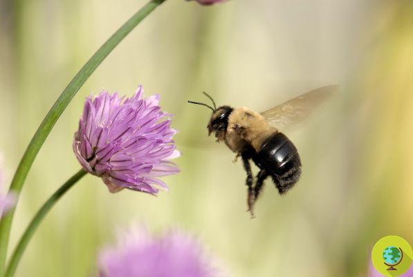 La humanidad necesita abejorros, pero está causando que se extingan más rápido de lo esperado