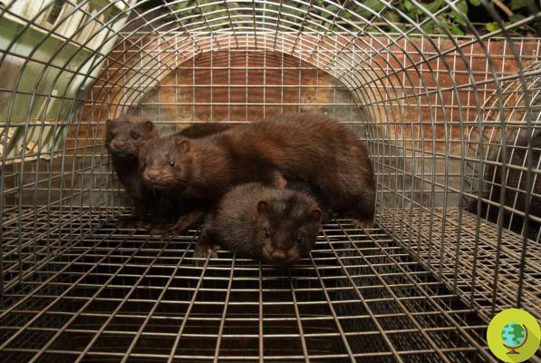 Poland, the third largest producer in the world, is about to ban fur farms