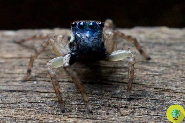 Descubierta una nueva especie de araña saltadora: es azul y microscópica