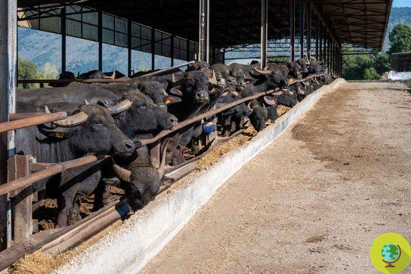 Lait de bufflonne. Deux entreprises saisies à Caserta: crimes contre les animaux, la santé et l'environnement (vidéo)