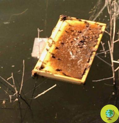 Beehives destroyed by vandals: over half a million bees burned alive