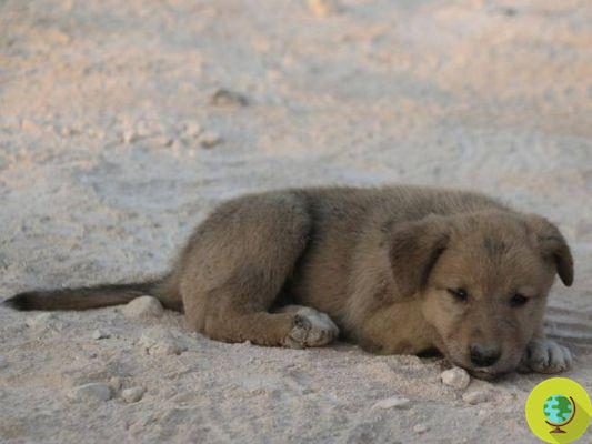 Órfão após o ataque contra Al Baghdadi, este cachorrinho foi adotado por um fotógrafo sírio