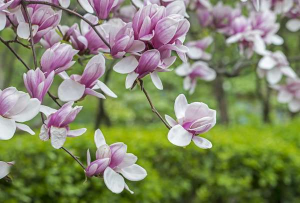 10 plants that bloom in spring