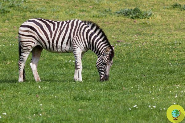 Achilles didn't make it. The zebra escaped from a breeding farm died for reasons yet to be clarified