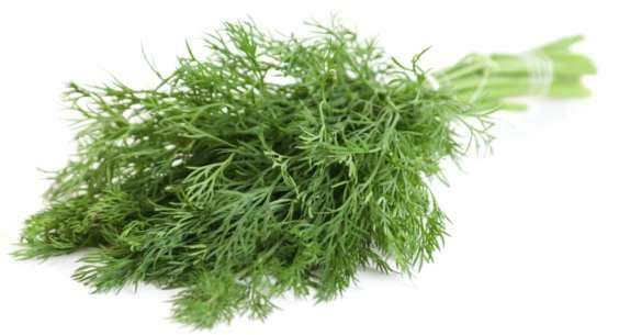 Especias para quemar grasa: 10 hierbas increíbles que pueden ayudarte a perder peso