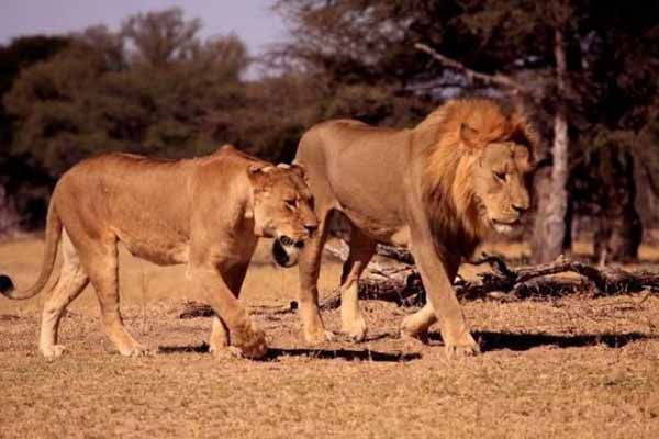 Xanda comme Cecil : aussi le fils du lion tué par un chasseur