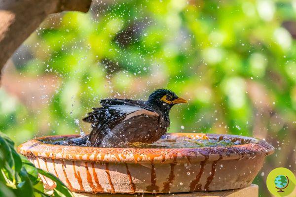 Coloque uma tigela de água na varanda. Este pequeno gesto pode salvar muitos pássaros exaustos pelo calor