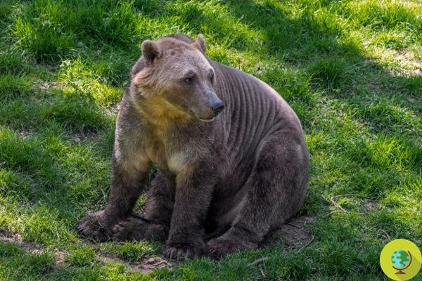 The climate crisis is increasing the number of pizzly bears, a hybrid of grizzly and polar bears